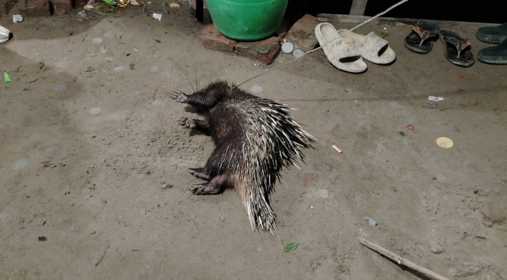 নদীর তীরে মিলল বিপন্নপ্রায় সজারু, পরে মুক্ত